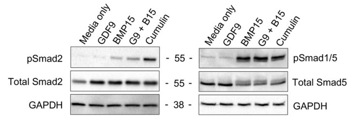 Western blot analysis showing the protein expression.jpg